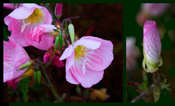 diptych: pink-street-flowers-