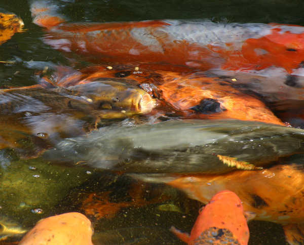 koi