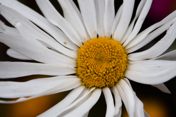 daisy-before-