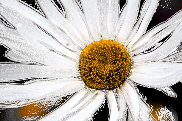 daisy with chrome-and-fresco-