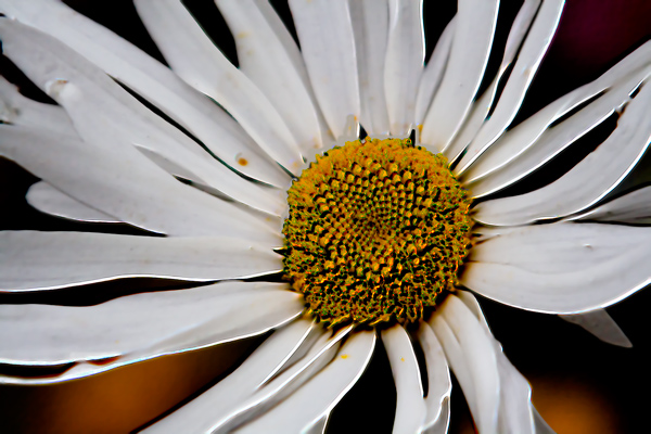 daisy-using embossed and more