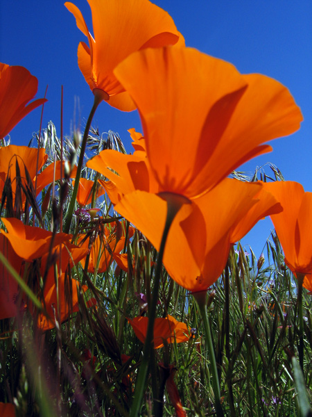 poppy-group original