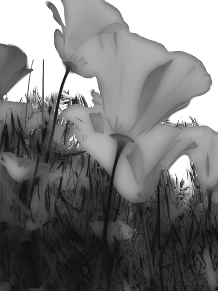 poppy-group-blurred-B&W