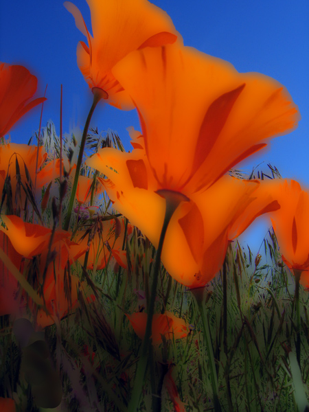 poppy-groupBLUR-