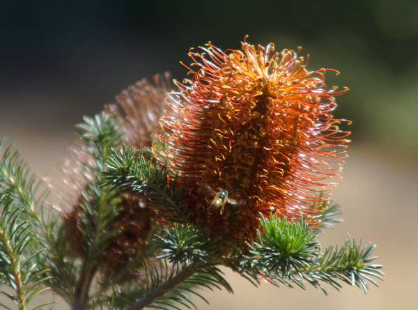 Banksia-with-Bee