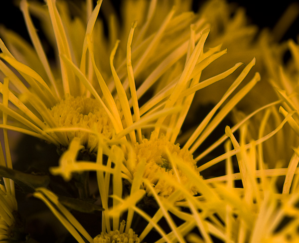 spider mum with 'legs'