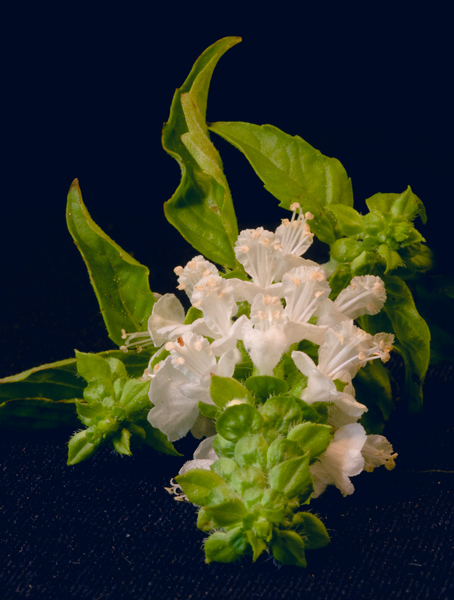Basil flower