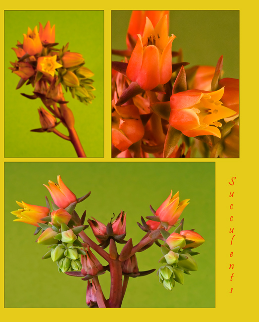 Succulents-Right Front & Center