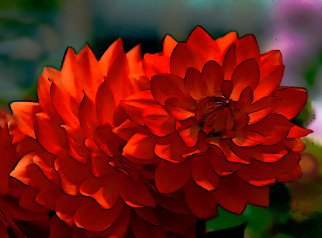 -red-dahlia-