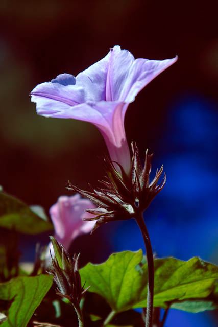 morning-glory-