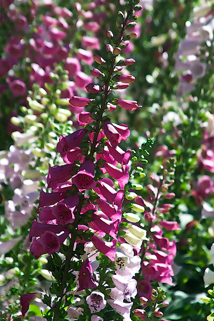 foxglove-