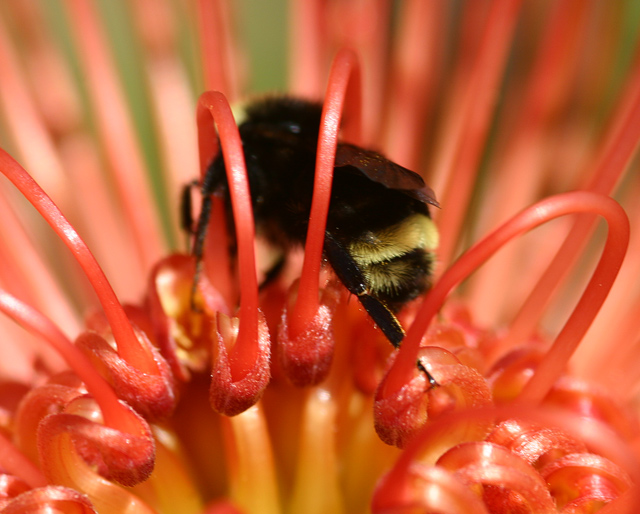 red-flower-and-bee