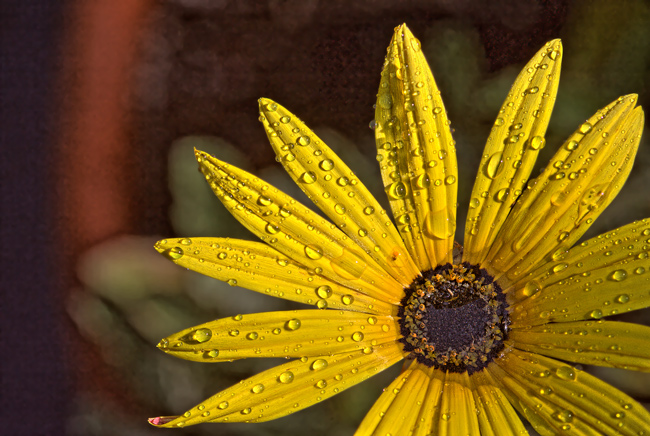 Yellow-Flower