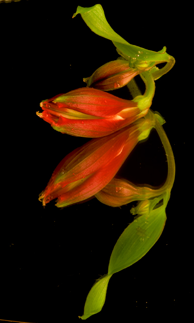 oleander