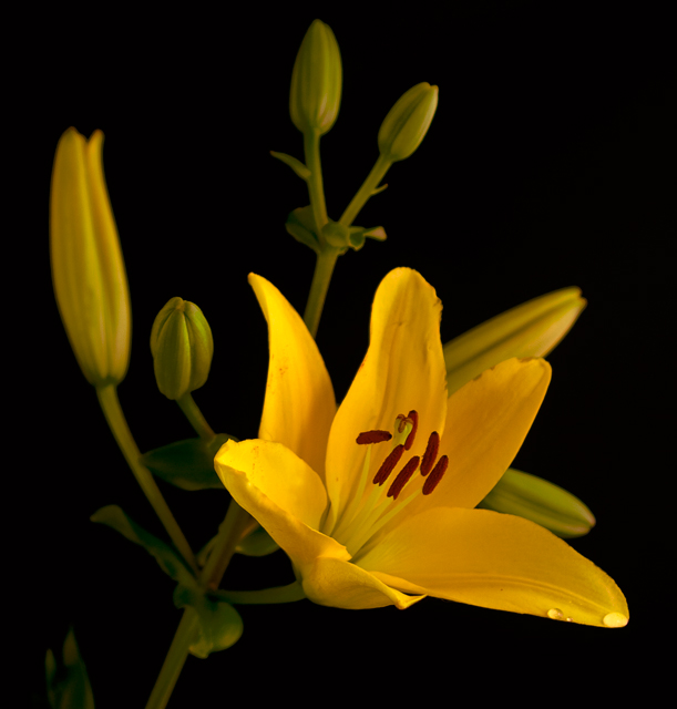 yellow-lily