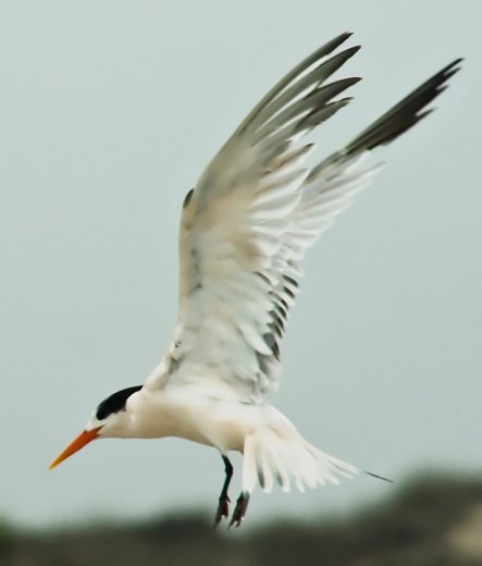 IMG_5039ternWEB520.jpg