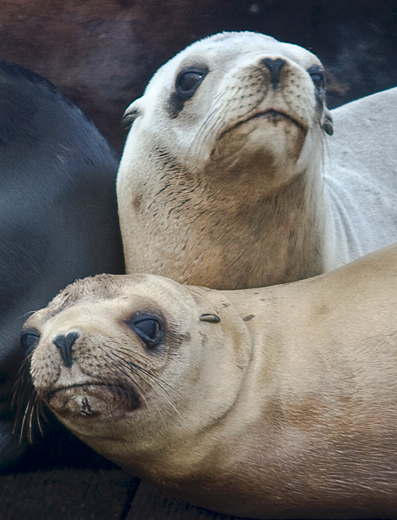 IMG_4850sea-lion-pupsWEB520.jpg
