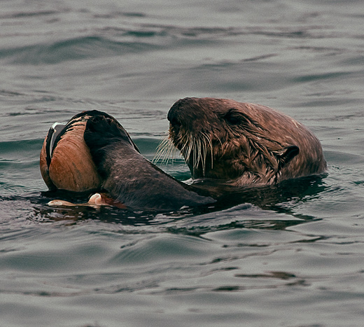sea-otter-feeding-WEB520.jpg