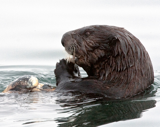 IMG_5147sea-otter-lunch-2-WEB520.jpg