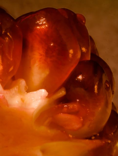 pomegranate-seeds