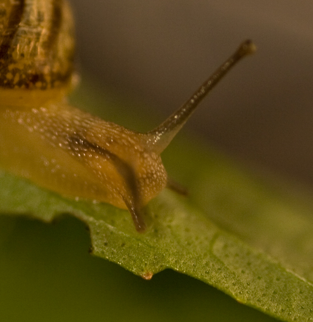 snail-study-3-
