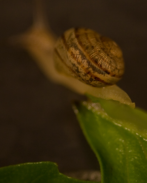 snail-study-2-