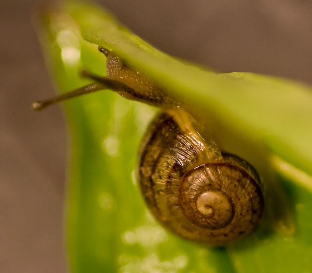 Snail-study-1a-