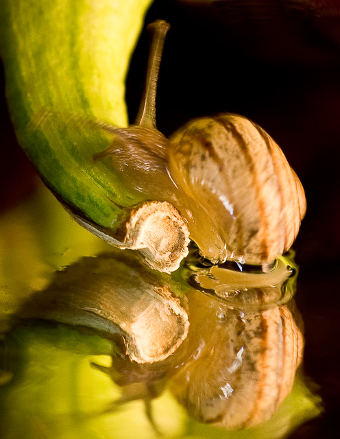 pepper-with-snail-close up