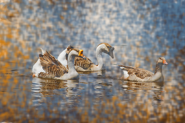 goose-family