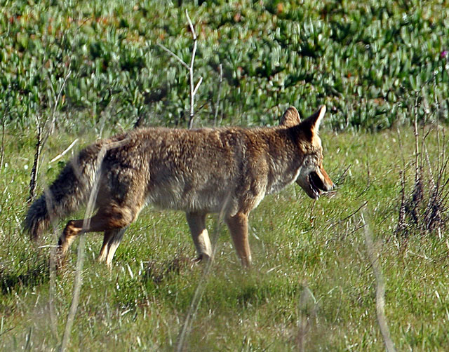coyote