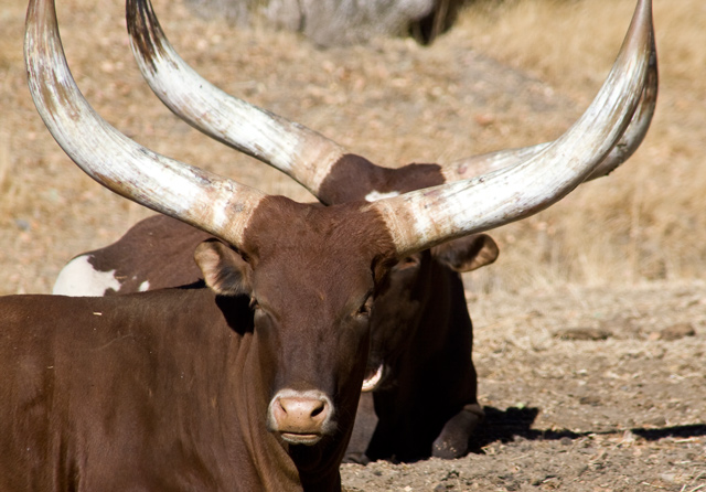 Horns