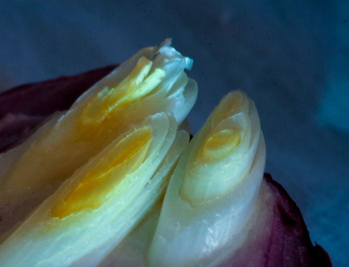 The-Onion-Trio