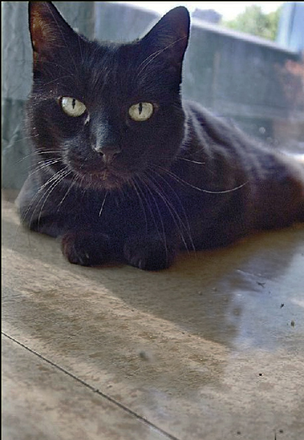 vooDoo-catnip-trail.jpg