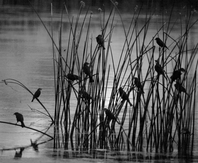 269_6937blackbirds-in-reeds-640.jpg