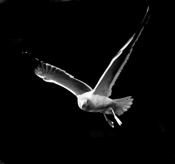 -gull-in-flight