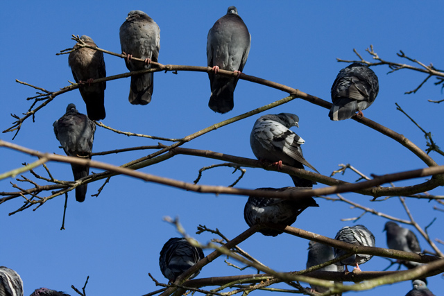 The-watchers