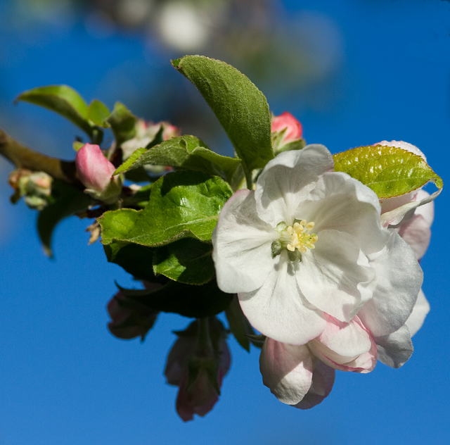 -blue-with-apple-blossoms-