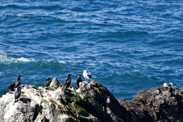 Blue-with-cormorants-