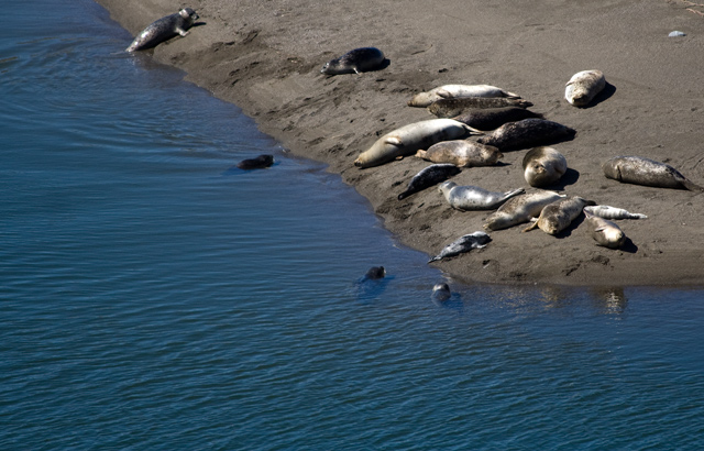 Blue-with-Harbor-Seals-