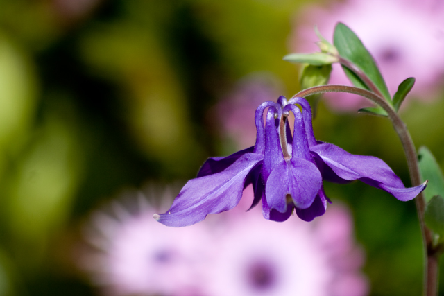 -blue-garden-flower-ORIGINAL