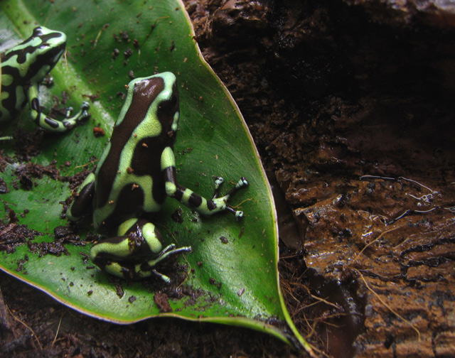 frogsORIGINAL-