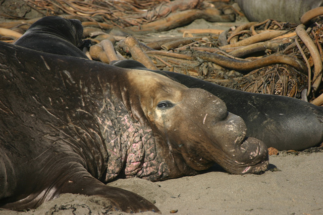 elephant-seal-ORIGINAL