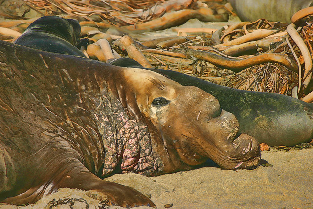 male elephant-seal-snoozes