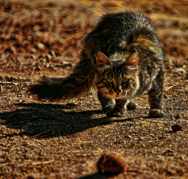 -hunting-cat-