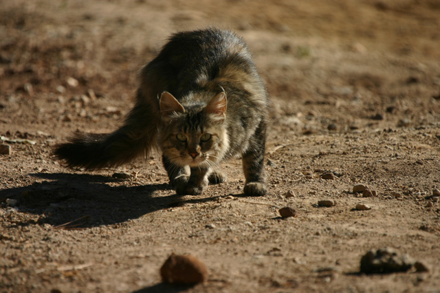 hunting-cat-ORIGINAL-