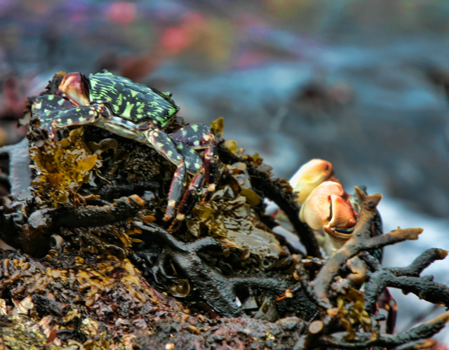 spiced-crab