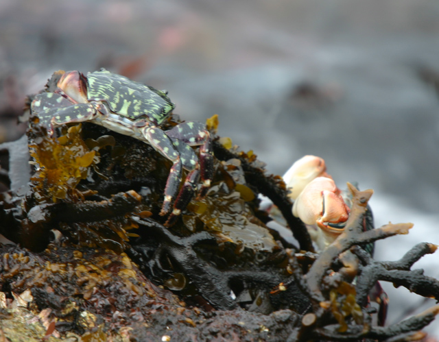 spiced-crab-ORIGINAL-
