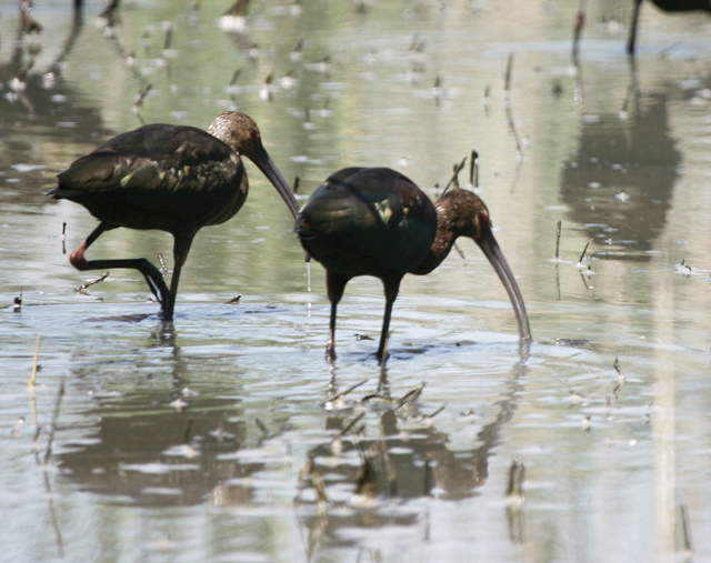 -Ibis-ORIGINAL
