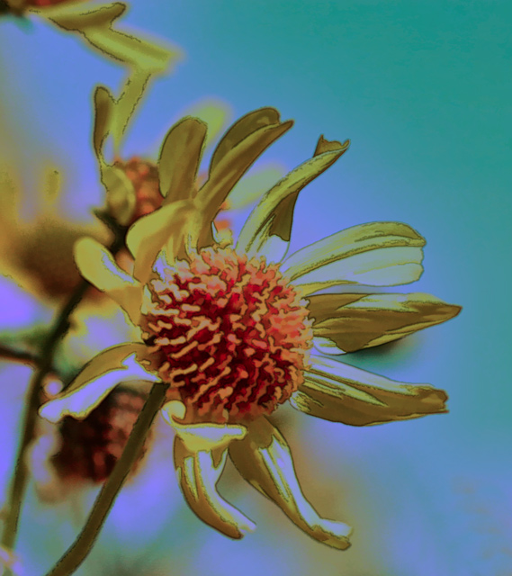 wild-wildflower-FINAL-