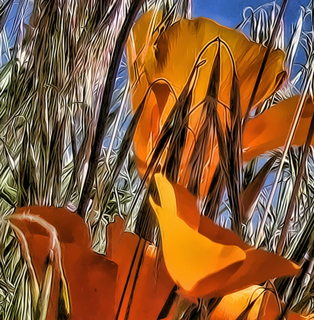 -poppies-1a.